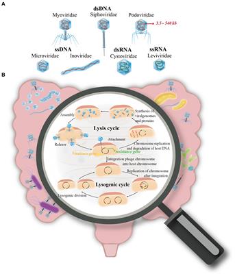 Gut phageome: challenges in research and impact on human microbiota